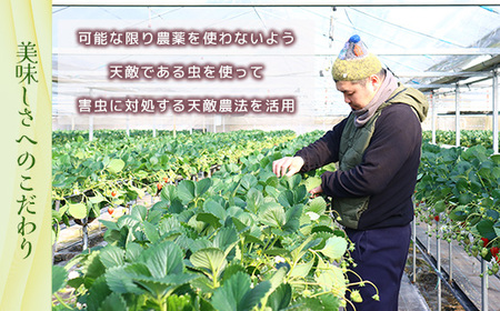 小野いちご園　いちご1箱（4パック）