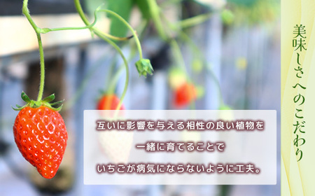 小野いちご園　いちご1箱（4パック）