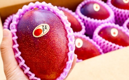 【母の日にお届け】かおる・とろける!土佐マンゴー(2~5個)