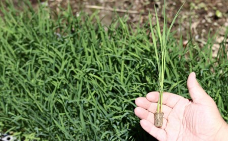 上東産　仁淀米【2025年10月末頃から発送】