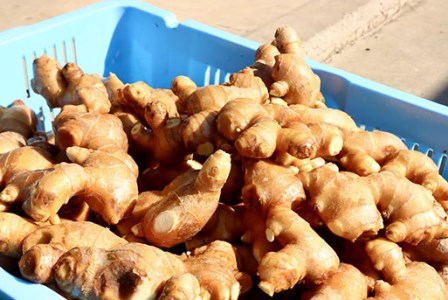 刈谷農園の生姜1kg