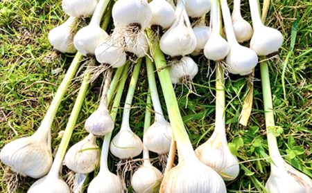 黒にんにく「土佐の隠し玉」 2袋×250g