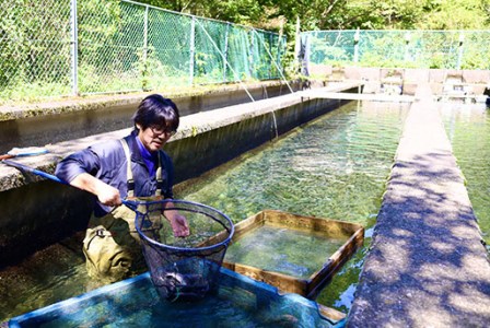 山育ち！とっておきのあめごセット　（あめごのから揚げ・塩焼き・燻製・甘煮）