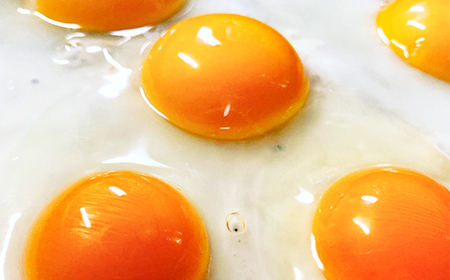 【定期便】土佐ジローたまご(12個入)×3回 約4週間毎に1回