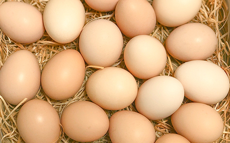 【定期便】土佐ジローたまご(12個入)×3回 約4週間毎に1回