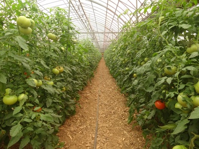 0111101 無加温で収穫する環境にやさしい　夏秋限定の　[よしこさんのトマト]（1kg/１箱）  ※選果の過程で規格外として選り分けられたトマトですが味は「てっぺんとまと」そのもの。※令和5年10月中旬で受付終了