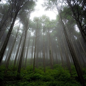 0162001 によどヒノキウォーター3点セット