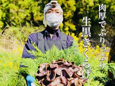 0092205 ◆期間限定◆「生」黒きくらげ ５００ｇ（高知県仁淀川町産）