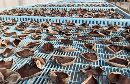 0102203 高知県産仁淀川きくらげスライスタイプ 100g×1袋（仁淀川町ツボイ産）