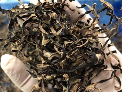 0102203 高知県産仁淀川きくらげスライスタイプ 100g×1袋（仁淀川町ツボイ産）