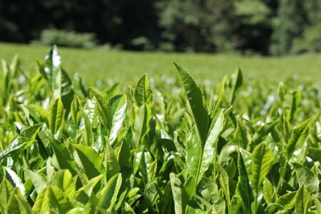 0110202 池川一番茶 飲みくらべセット