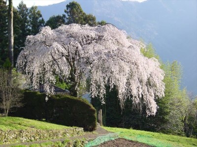 0092602 秋葉の里の手作りいりもち (10枚入り:冷凍)