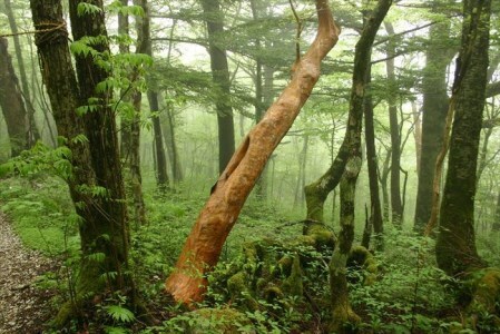 0092602 秋葉の里の手作りいりもち (10枚入り:冷凍)