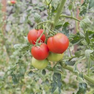 石垣トマト　Ａランク １箱６個入り(１kg～２Kg )２箱セット