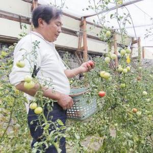 石垣トマト　Ａランク １箱６個入り(１kg～２Kg )２箱セット