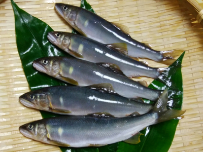 0232401 京都の料亭絶賛！鮎屋仁淀川の仁淀ブルー友釣あゆ500g（5-14尾）