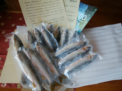 0232401 京都の料亭絶賛！鮎屋仁淀川の仁淀ブルー友釣あゆ500g（5-14尾）