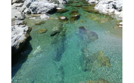 0232401 京都の料亭絶賛！鮎屋仁淀川の仁淀ブルー友釣あゆ500g（5-14尾）