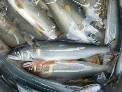 0442401 鮎屋仁淀川の友釣り天然鮎1kg(14-28尾)※天然鮎 なくなり次第終了させていただきます
