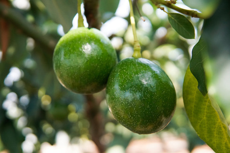 土佐久礼産 完熟アボカド 500g 国産 高知県産 完熟 クリーミー サラダ