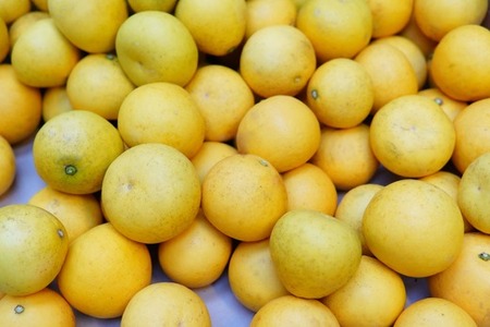 〈先行予約受付中〉潮風の恵みで育った津野さんの土佐文旦 家庭用 5kg 3・4・5L混合 【 文旦 ブンタン ぶんたん 高知 土佐 果物 甘い 柑橘 フルーツ 】