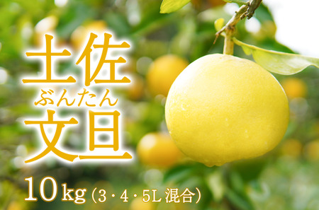 特選】土佐文旦 3L8玉入（約5kg）: とさのさとアグリコレット