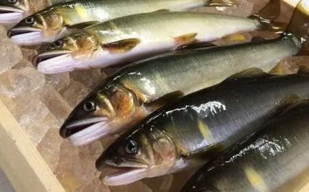 四万十川上流の天然鮎 釣り鮎 900g ( 冷凍 4～14尾 ) 鮎 あゆ アユ 川魚 高知県 四万十 天然 冷凍