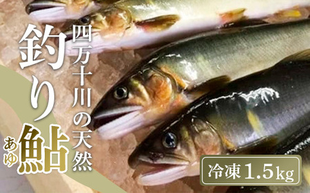四万十川上流の天然鮎 釣り鮎 1.5kg ( 冷凍 6～22尾 ) 鮎 あゆ アユ 川魚 高知県 四万十 天然 冷凍