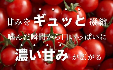 【定期便全6回 1月~6月毎月お届け】四万十川源流域で育まれた 絶品 フルーツミニトマト 1kg 【 フルーツトマト とまと 甘い 濃厚 美味しい 箱詰め 糖度8%~12% 高知 中土佐 】
