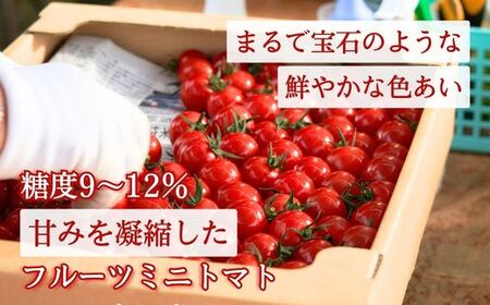 【定期便全6回 1月~6月毎月お届け】四万十川源流域で育まれた 絶品 フルーツミニトマト 1kg 【 フルーツトマト とまと 甘い 濃厚 美味しい 箱詰め 糖度8%~12% 高知 中土佐 】