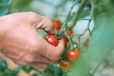 【定期便全6回 1月~6月毎月お届け】 フルーツミニトマト 『 くれまるこ 』 1.2kg 【 フルーツトマト トマト 甘い 濃厚 美味しい 箱詰め 糖度8%~12% 高知 中土佐 】