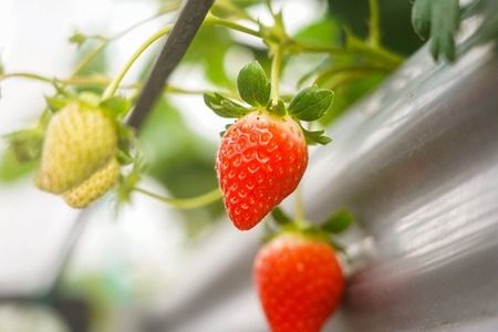 先行予約受付中【中土佐町産】山中さんの「いちご」 ( あまおとめ 2パック ) 苺 イチゴ 高知