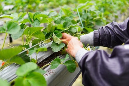 先行予約受付中【中土佐町産】山中さんの「いちご」 ( あまおとめ 2パック ) 苺 イチゴ 高知