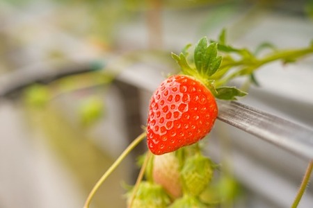 先行予約受付中【中土佐町産】山中さんの「いちご」 ( あまおとめ 4パック ) 苺 イチゴ 高知