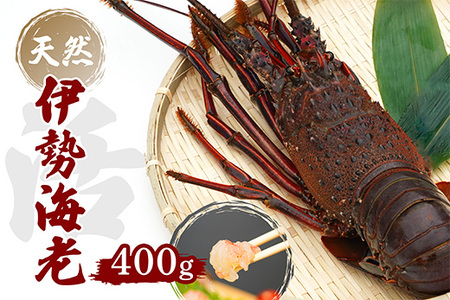 産地直送 !＜生＞伊勢海老 400g (レシピ付き) 【 伊勢海老 えび  贈答 生きたまま発送 】