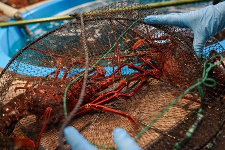 産地直送 !＜生＞伊勢海老 400g (レシピ付き) 【 伊勢海老 えび  贈答 生きたまま発送 】