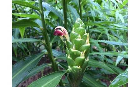 鰹乃國の生姜 ( 土佐一 ) 500g ( 自然栽培 無農薬 化学肥料不使用 高知県 )