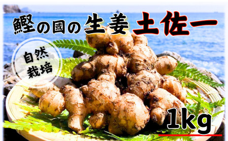 鰹乃國の生姜 ( 土佐一 ) 1kg ( 自然栽培 無農薬 化学肥料不使用 高知県 )