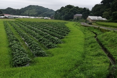 紅はるか 3kg 農薬 化学肥料 不使用 さつまいも 芋  高知県産