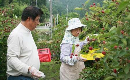 【ふるさと納税】＜【加工用・訳あり】冷凍ブラックベリー2kg＞ 高知県 佐川町 ヒロの果樹園 冷凍フルーツ フローズン スムージー　チャック付き袋入り（1kg×2袋）＜7月頃から順次発送予定＞