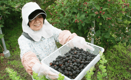 【ふるさと納税】＜【加工用・訳あり】冷凍ブラックベリー2kg＞ 高知県 佐川町 ヒロの果樹園 冷凍フルーツ フローズン スムージー　チャック付き袋入り（1kg×2袋）＜7月頃から順次発送予定＞