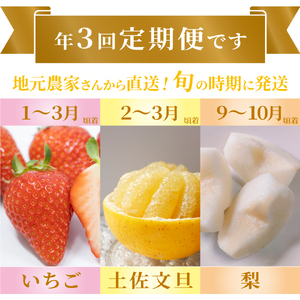 【ふるさと納税】＜フルーツ 定期便（全３回）＞ いちご 土佐文旦 梨 fruit 苺 おすすめ フレッシュ 旬 果物 くだもの 高知県 佐川町産【常温】【冷蔵】