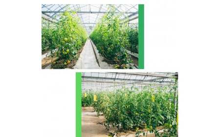 〈2025年12月下旬～順次発送〉フルーツトマト 原田農園 約1、800g（大箱）