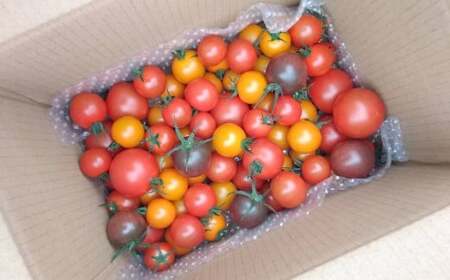 【2025年12月～発送】＜900g＞カラフル トマト 5種MIX フルティカなど　ましまファーム ミニトマト フルーツトマト アイメック   ミックス フルティカ＆ミニ4種