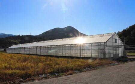 【2025年12月～発送】＜900g＞カラフル トマト 5種MIX フルティカなど　ましまファーム ミニトマト フルーツトマト アイメック   ミックス フルティカ＆ミニ4種