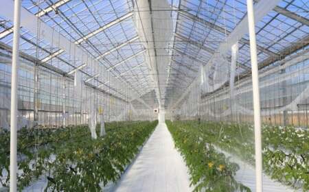 【2025年12月～発送】＜900g＞カラフル トマト 5種MIX フルティカなど　ましまファーム ミニトマト フルーツトマト アイメック   ミックス フルティカ＆ミニ4種