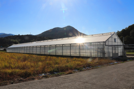 【2025年12月～発送】【秀品・バラ入】高糖度トマト＜約1kg＞ フルティカ ミニトマト フルーツトマト 化粧箱なし 簡易包装 ましまファーム アイメック☆栽培