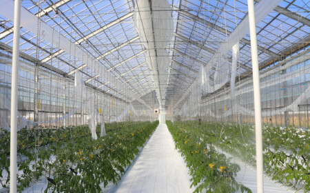 【2025年12月～発送】【秀品・バラ入】高糖度トマト＜約1kg＞ フルティカ ミニトマト フルーツトマト 化粧箱なし 簡易包装 ましまファーム アイメック☆栽培