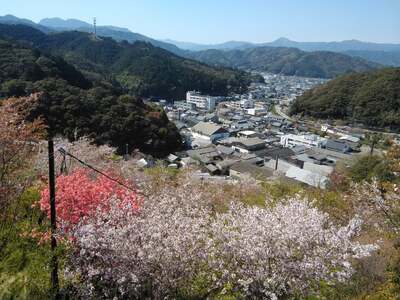 牧野公園ガイドツアー 2時間コース 牧野富太郎ゆかりの植物 説明 10名以下 プライベートツアー案内チケット 山野草 植物 草木 コケオ