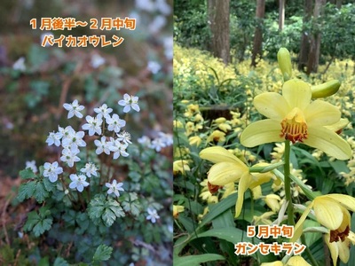 牧野公園ガイドツアー 2時間コース 牧野富太郎ゆかりの植物 説明 10名以下 プライベートツアー案内チケット 山野草 植物 草木 コケオ